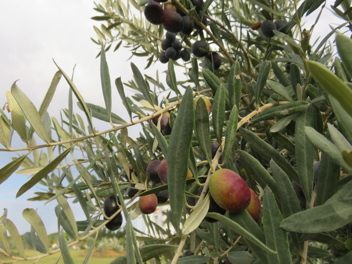 imagini hotel Liu Resort Side